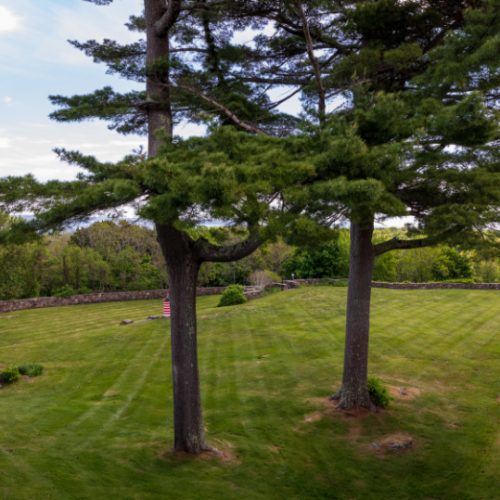 Courtyard Building Trees | Bar Harbor Collection